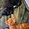 Opal And Flare is registered to the contest to win money with this photo: animal, black_cat, blanket, cat, companion, cozy, cute, feline, fur, home, indoor, kitten, orange_cat, paw, pet, relaxed, resting, sleeping, snuggling, soft