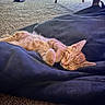 Opal And Flare is registered to the contest to win money with this photo: animal, blanket, carpet, cat, cozy, cute, domestic_cat, fur, furniture, indoor, kitten, nap, orange_cat, peaceful, pet, relaxed, resting, sleeping, small_animal, young_cat