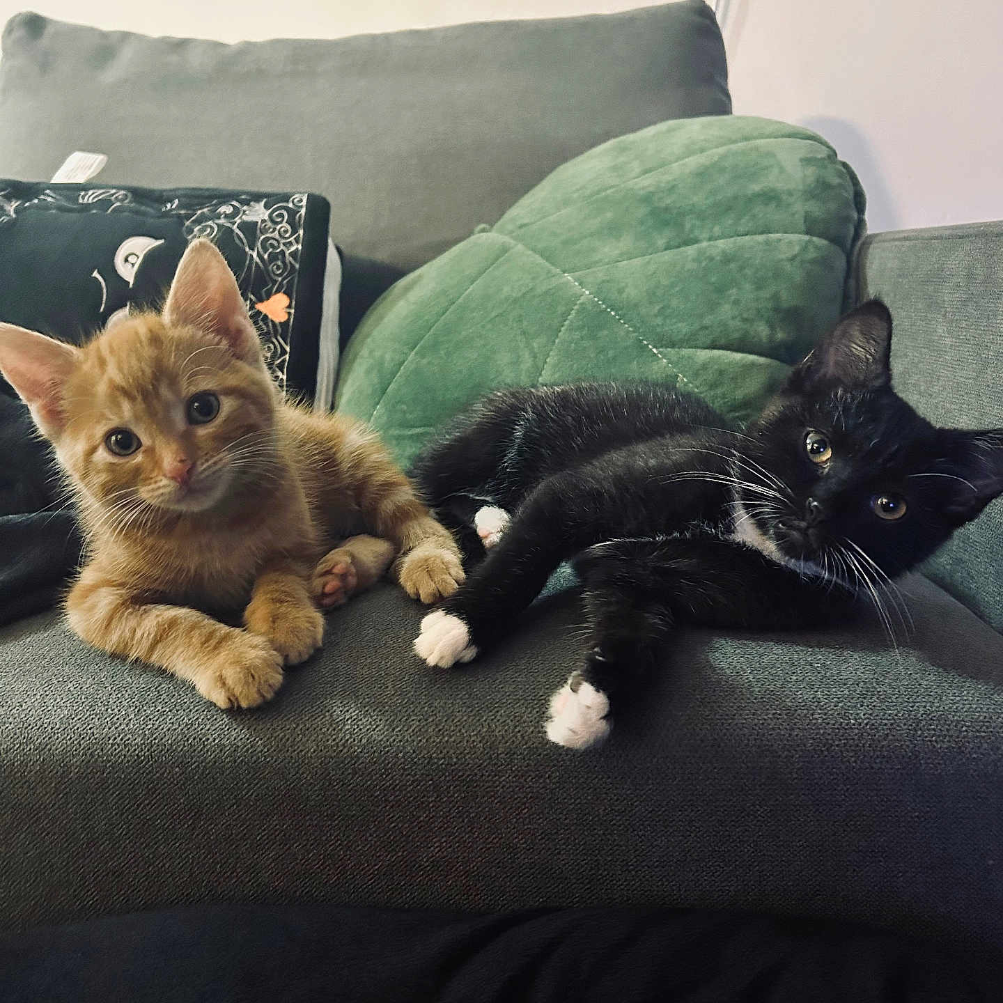 Opal And Flare is registered to the contest to win money with this photo: animal, black_cat, cat, couch, cozy, curious, cute, domestic, feline, furniture, indoor, kitten, orange_cat, paws, pets, relaxing, resting, soft, whiskers, young_animal