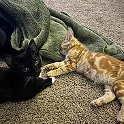 Opal And Flare joined the competition — help win amazing prizes! animal, awake, black_kitten, blanket, carpet, cat, cozy, cute, feline, fur, indoor, kitten, orange_kitten, paw, pet, relaxation, resting, sleeping, whiskers, young