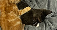 Opal And Flare is registered to the contest to win money with this photo: animal, black_cat, blanket, cat, companion, cozy, cute, domestic_animal, feline, friendship, fur, ginger_cat, indoor, kitten, paw, pet, resting, sleepy, snuggle, soft