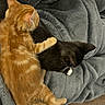 animal, black_cat, blanket, cat, companion, cozy, cute, domestic_animal, feline, friendship, fur, ginger_cat, indoor, kitten, paw, pet, resting, sleepy, snuggle, soft