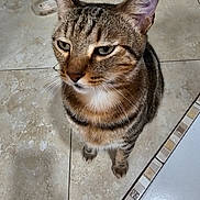 Jaks is registered to the contest to win money with this photo: animal, background_objects, cat, close_up, curious, domestic_animal, ears, face, feline, floor, fur, home, indoor, looking_up, mammal, pet, sitting, tabby_cat, tile, whiskers