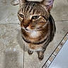 animal, background_objects, cat, close_up, curious, domestic_animal, ears, face, feline, floor, fur, home, indoor, looking_up, mammal, pet, sitting, tabby_cat, tile, whiskers