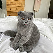 Kira is registered to the contest to win money with this photo: amber_eyes, animal, bed, bedroom, cat, cute, domestic_cat, furry, gray_fur, indoor, kitten, paws, pet, scottish_fold, sitting, soft, tail, tongue_out, white_bedspread, young
