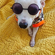Yodi joined the competition — help win amazing prizes! animal, canine, chill, cozy, cute, dog, fashion, furry, indoor, leopard_print, orange_clothing, paw, pet, pet_accessory, portrait, relaxed, small_dog, sunglasses, white_dog, yellow_blanket