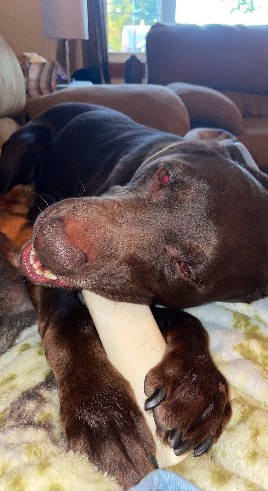 Zeke is registered to the contest to win money with this photo: borador, canidae, carnivore, collar, comfort, companion_dog, dog, dog_breed, dog_collar, ear, fawn, fur, gun_dog, liver, natural_material, snout, sporting_group, terrestrial_animal, whiskers, working_animal