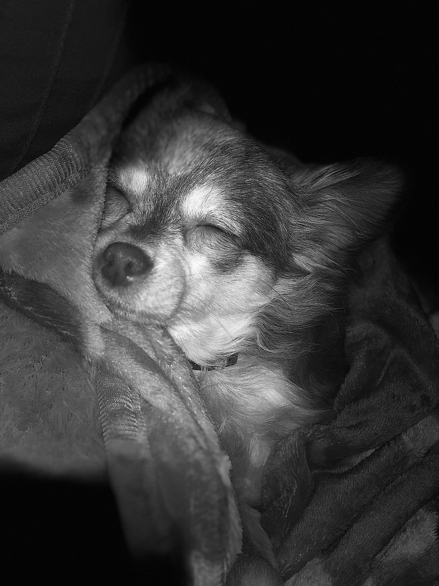 Chloe is registered to the contest to win money with this photo: bored, carnivore, comfort, companion_dog, darkness, dog, dog_breed, fur, grey, monochrome, monochrome_photography, snout, sporting_group, still_life_photography, terrestrial_animal, tints_and_shades, toy_dog, whiskers, working_animal, wrinkle