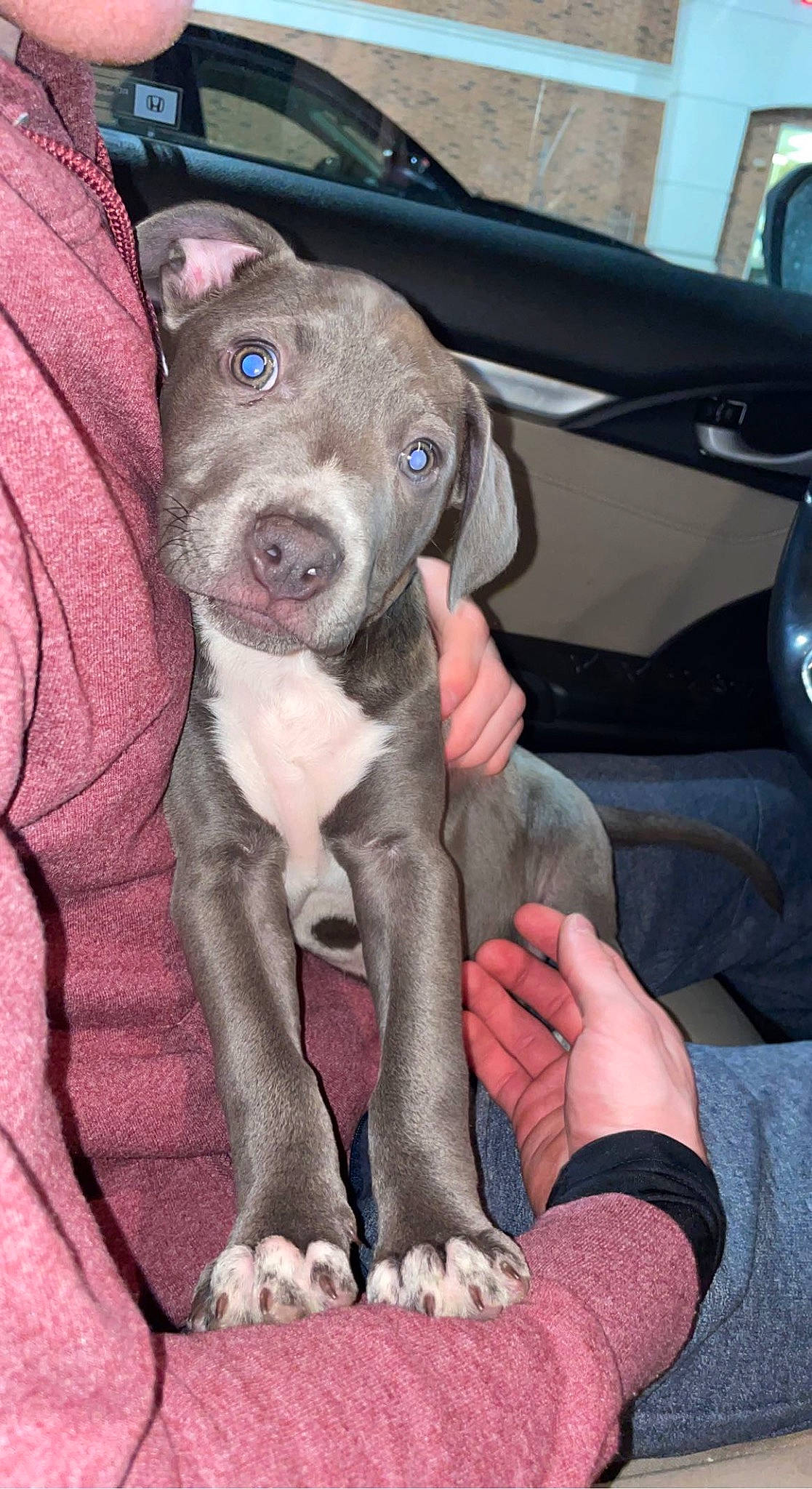 Fizz joined the competition — help win amazing prizes! canidae, car, car_seat, carnivore, collar, comfort, companion_dog, dog, dog_breed, dog_collar, fawn, gun_dog, liver, non_sporting_group, snout, sporting_group, steering_wheel, vehicle, vehicle_door, working_animal