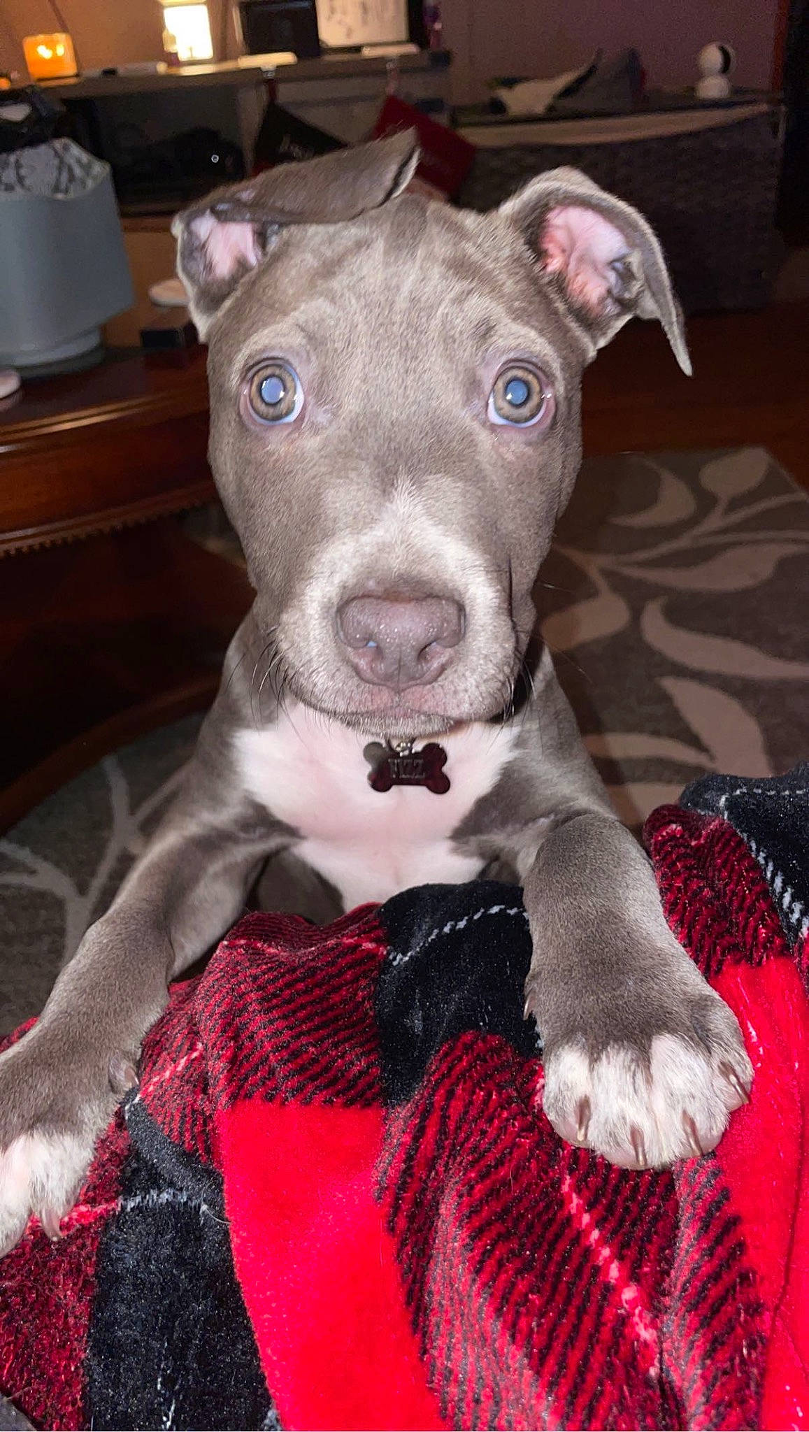 Fizz is registered to the contest to win money with this photo: canidae, carnivore, collar, comfort, companion_dog, dog, dog_breed, dog_supply, fawn, home_appliance, kitchen_appliance, paper_towel, pattern, pink, snout, sporting_group, tartan, terrestrial_animal, whiskers, working_animal