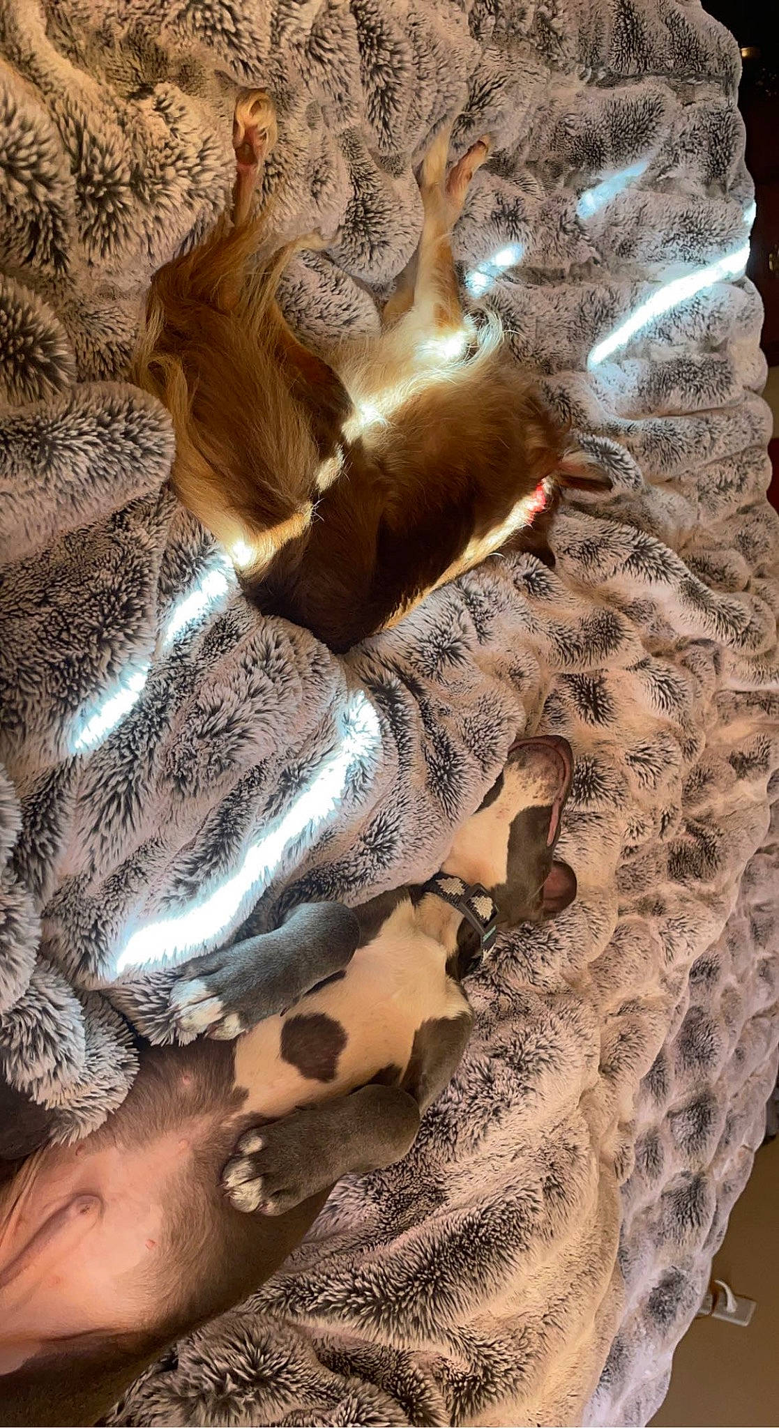 Fizz joined the competition — help win amazing prizes! art, ceiling, fashion_accessory, fashion_design, feather, flooring, fur, gesture, human_leg, linens, metal, military_camouflage, nail, organism, pattern, sleeve, textile, tree, visual_arts, wood