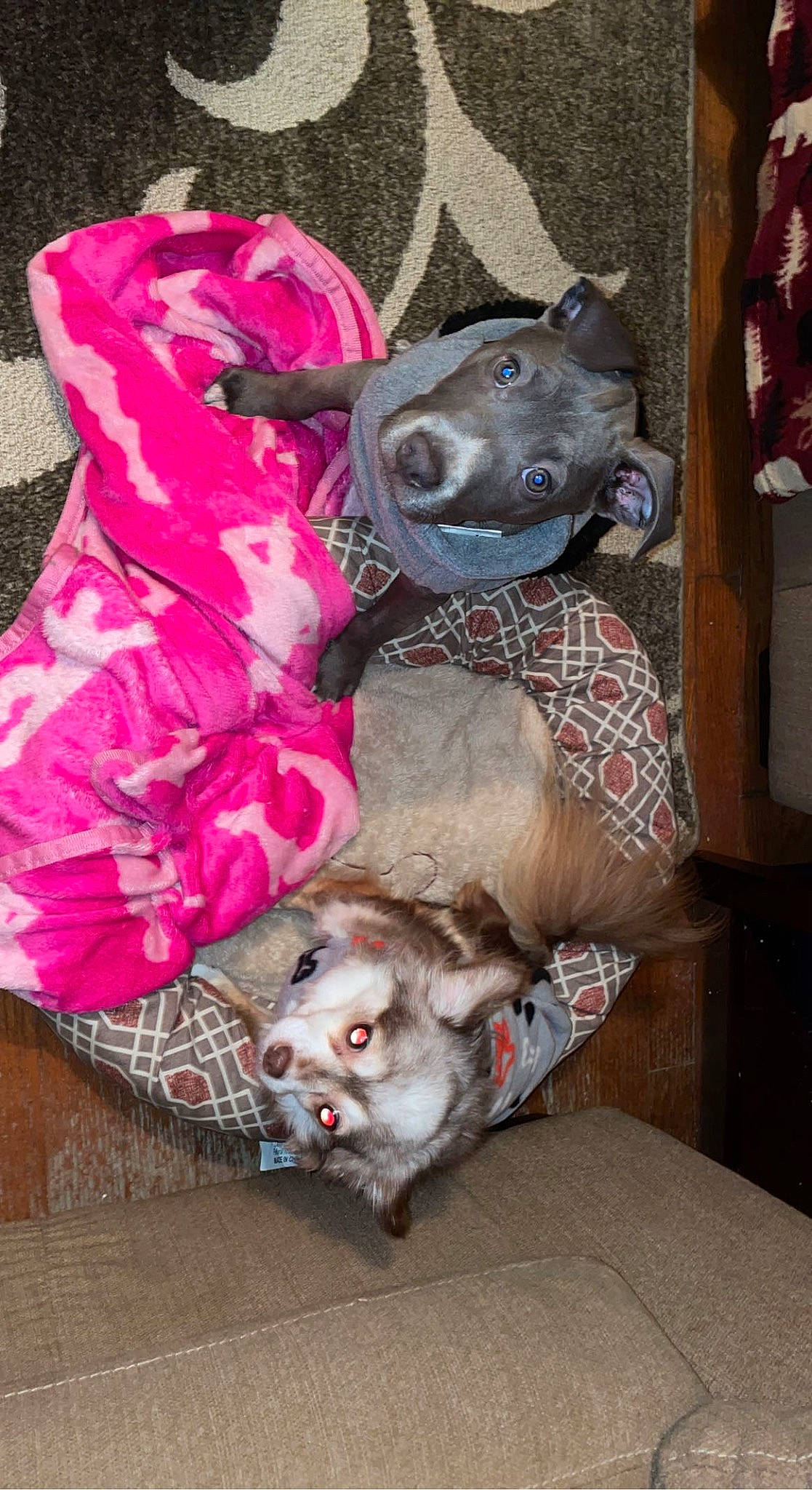 Fizz joined the competition — help win amazing prizes! art, canidae, carnivore, companion_dog, dog, dog_breed, dog_clothes, dog_supply, fawn, fur, liver, magenta, non_sporting_group, paw, pet_supply, pink, snout, sporting_group, toy_dog, working_animal