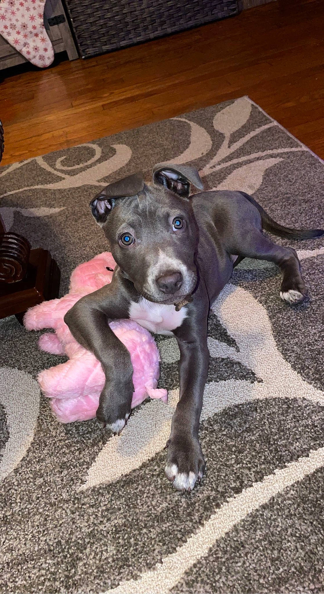 Fizz is registered to the contest to win money with this photo: canidae, carnivore, companion_dog, dog, dog_breed, fawn, floor, flooring, fur, hardwood, non_sporting_group, road_surface, snout, sporting_group, tail, working_animal