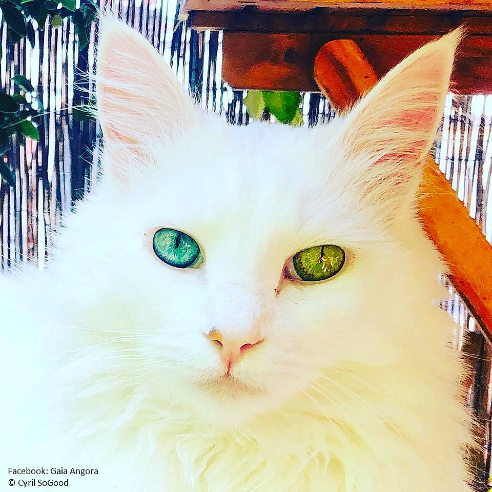 Gaïa participe au concours pour gagner de l'argent avec cette photo : aegean_cat, carnivore, cat, domestic_long_haired_cat, ear, eye, felidae, fur, khao_manee, kitten, maine_coon, norwegian_forest_cat, ragamuffin, small_to_medium_sized_cats, turkish_angora, turkish_van, whiskers