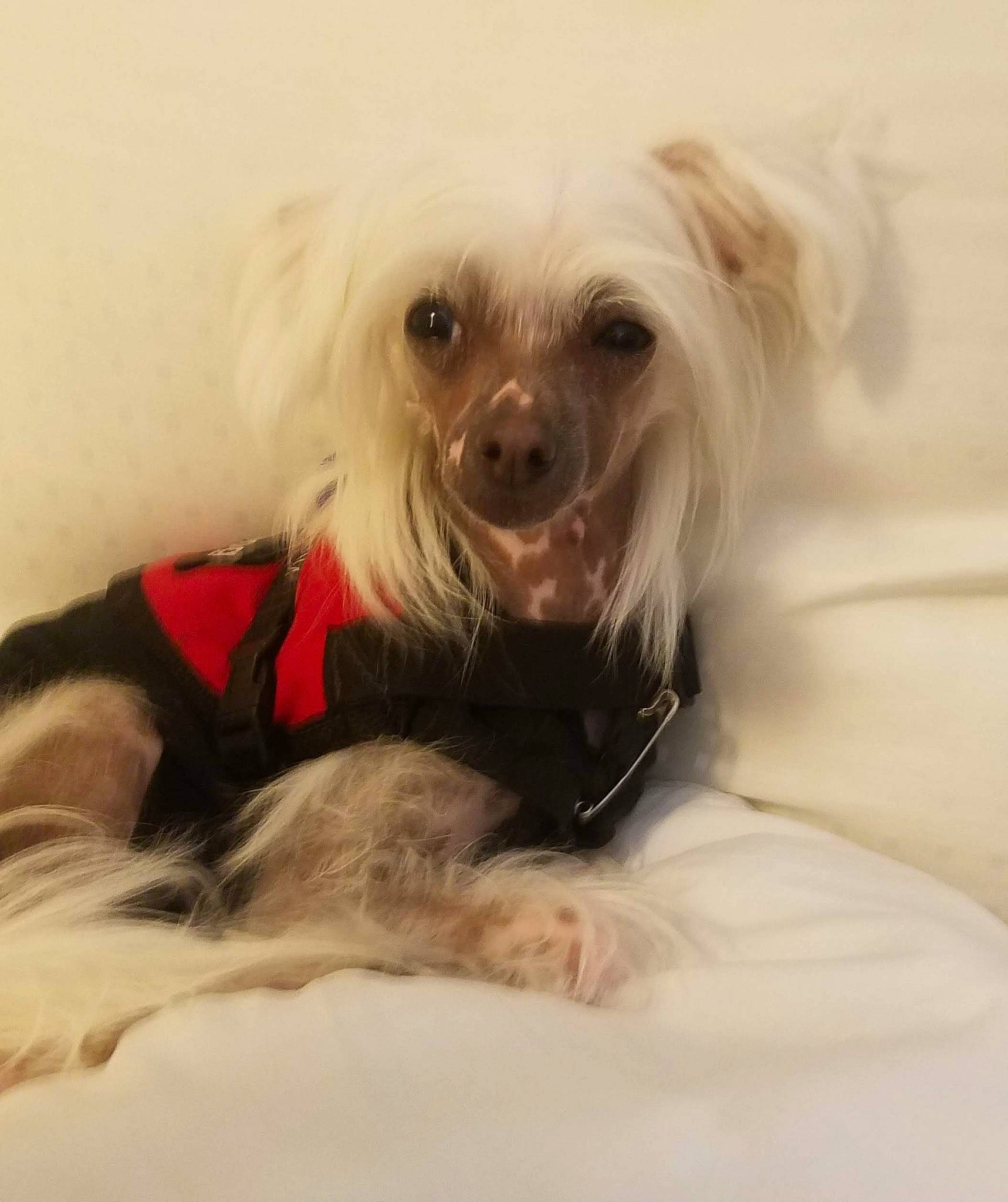 Lil Miss joined the competition — help win amazing prizes! canidae, carnivore, comfort, companion_dog, dog, dog_breed, dog_supply, ear, fawn, fur, hat, maltepoo, non_sporting_group, puppy, small_terrier, snout, sporting_group, toy_dog, whiskers, working_animal