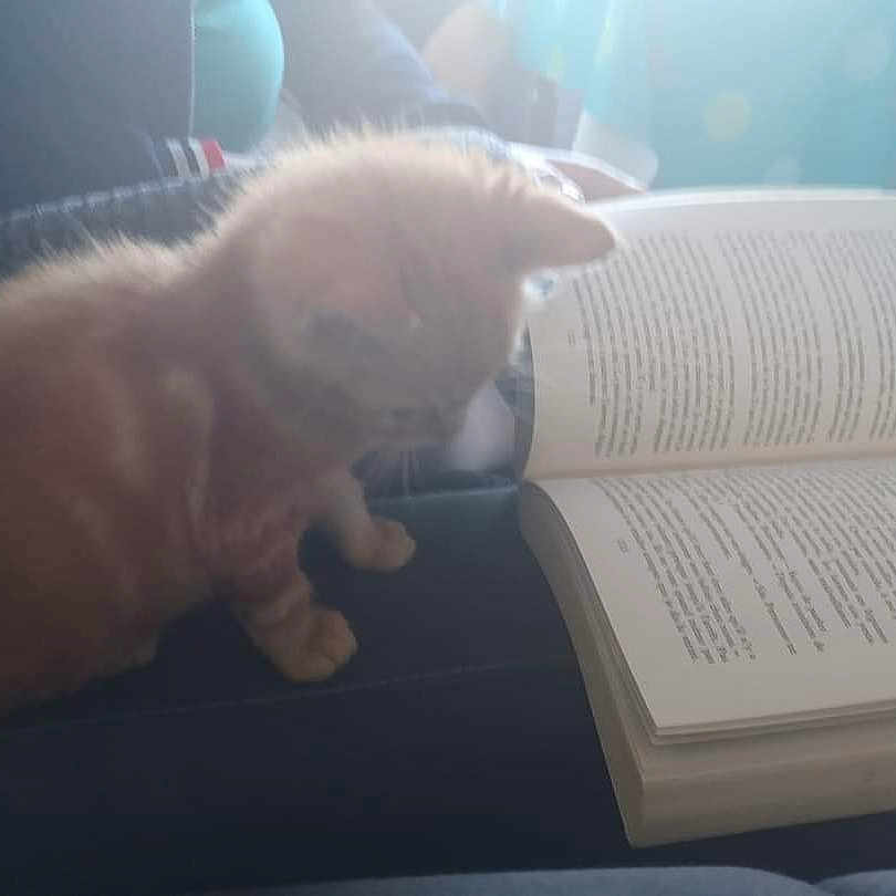 Simba