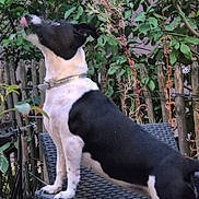 Rebelle a rejoint le concours — aidez-le/la à gagner de superbes lots ! dog, black_and_white, outdoor, chair, fence, plants, sniffing, pet, canine, nature, greenery, fur, collar, side_view, animal, domestic, leaves, wood, garden, standing