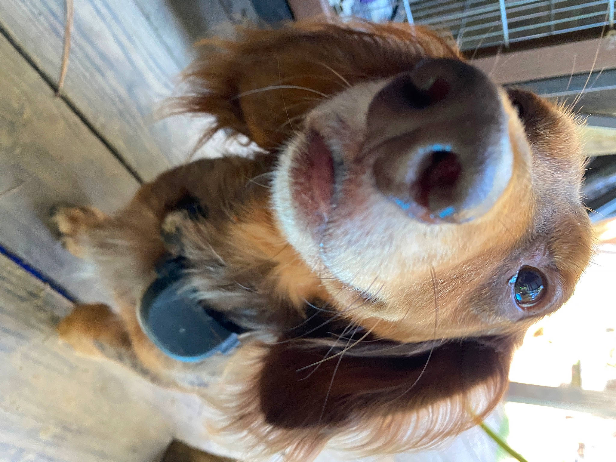 Flynn joined the competition — help win amazing prizes! canidae, carnivore, claw, companion_dog, dog, dog_breed, ear, eyelash, fawn, fur, liver, paw, snout, sporting_group, terrestrial_animal, whiskers, working_animal