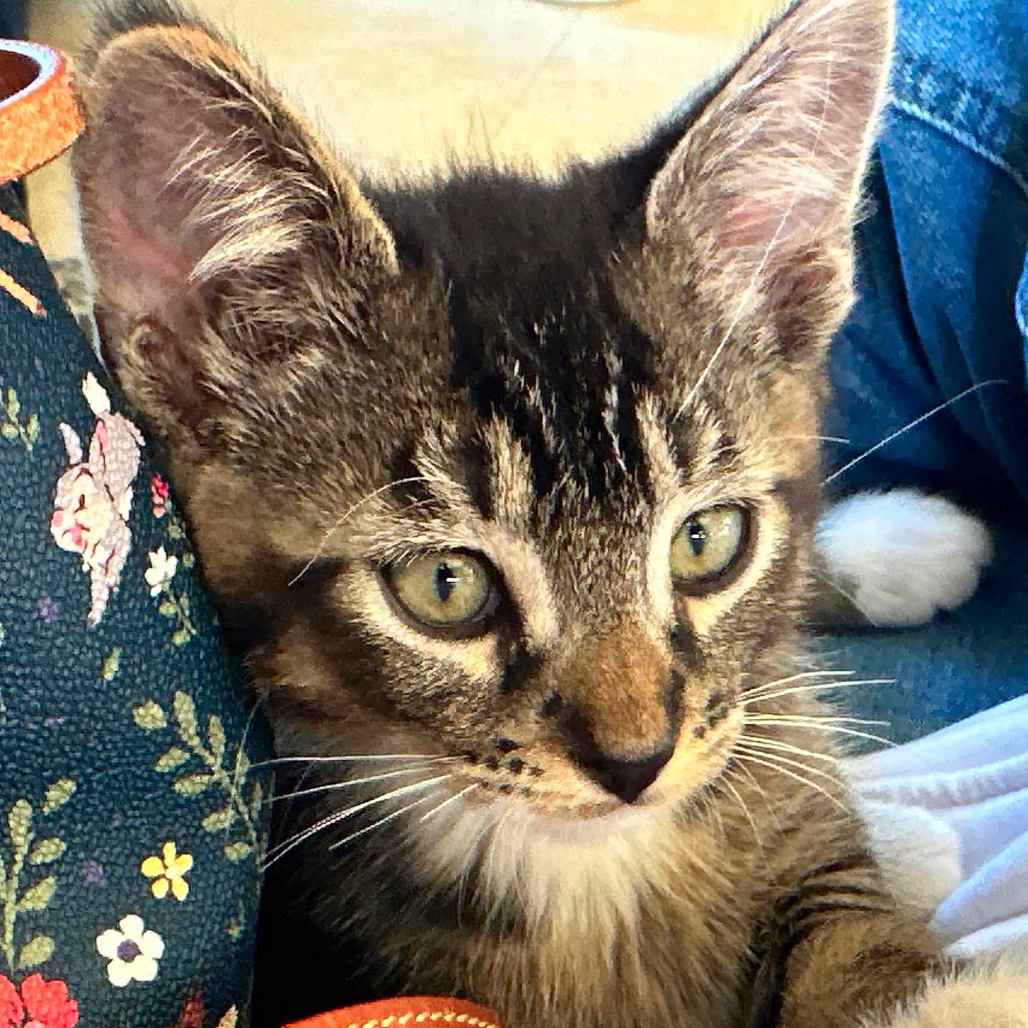Max joined the competition — help win amazing prizes! animal, bag, cat, close_up, clothing, cozy, curious, cute, denim, ears, eyes, floral_pattern, fur, indoor, kitten, person, pet, soft, tabby, whiskers