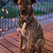 Django joined the competition — help win amazing prizes! dog, animal, pet, canine, portrait, outdoor, wooden_deck, bokeh, collar, evening, twilight, fence, brown, sitting, closeup, fur, ears, eyes, nose, background