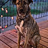 dog, animal, pet, canine, portrait, outdoor, wooden_deck, bokeh, collar, evening, twilight, fence, brown, sitting, closeup, fur, ears, eyes, nose, background
