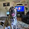 brindle_coat, canine, carpet, collar, couch, decor, dog, fish_tank, furniture, happy, home, indoor, living_room, pet, plant, relaxed, rug, smiling, television, wood_floor
