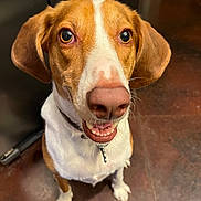 Duke Michael joined the competition — help win amazing prizes! dog, pet, brown_and_white, close_up, indoor, floor, tile, collar, sitting, ears, eyes, mouth, nose, fur, animal, canine, looking_up, portrait, house, domestic