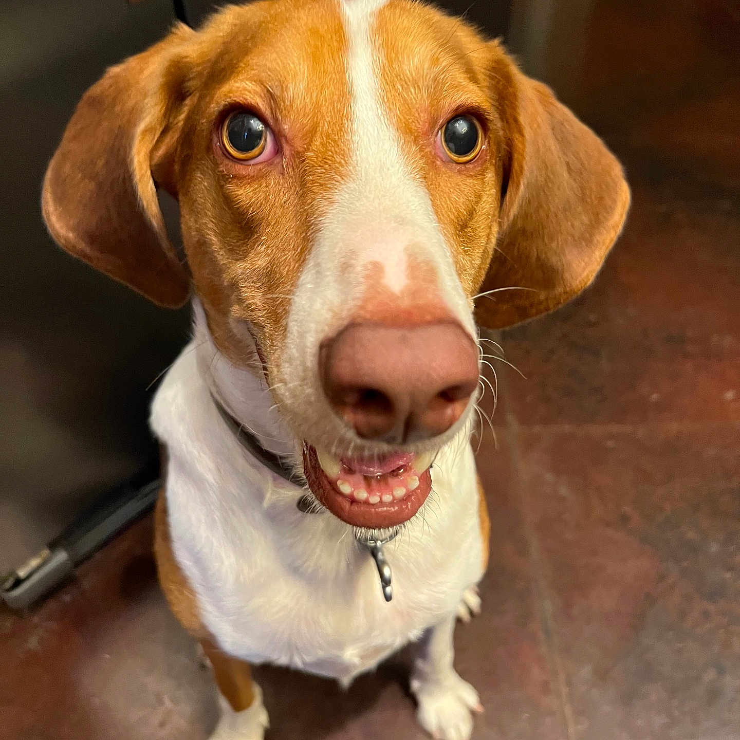 Duke Michael joined the competition — help win amazing prizes! animal, brown_and_white, canine, close_up, collar, dog, domestic, ears, eyes, floor, fur, house, indoor, looking_up, mouth, nose, pet, portrait, sitting, tile