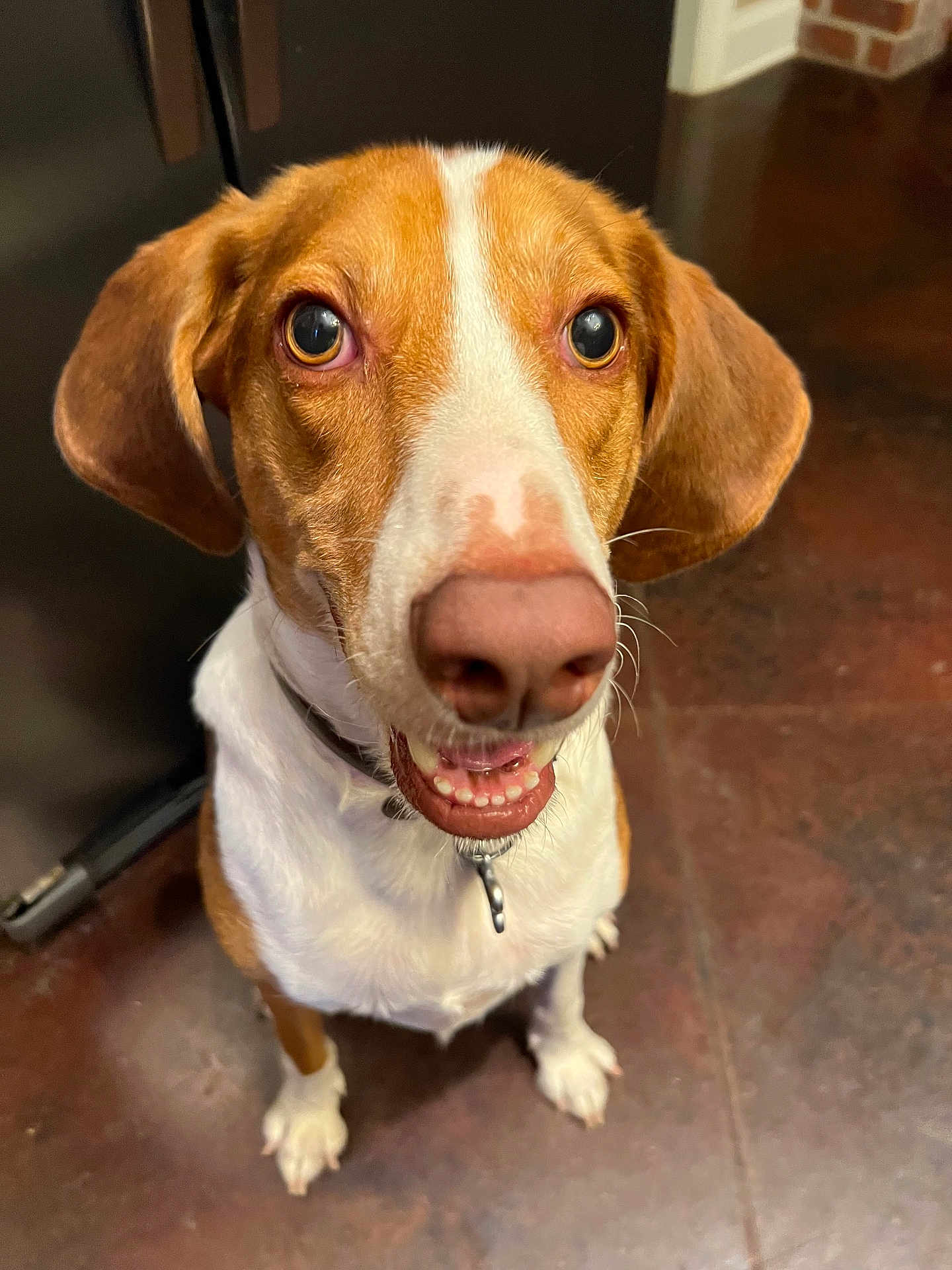 Duke Michael joined the competition — help win amazing prizes! dog, pet, brown_and_white, close_up, indoor, floor, tile, collar, sitting, ears, eyes, mouth, nose, fur, animal, canine, looking_up, portrait, house, domestic