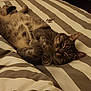 animal, bed, bedspread, cat, cozy, cute, feline, fur, home, indoor, nap, paws, pet, relaxed, resting, sleeping, soft, striped, tabby, whiskers