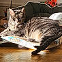 Plume a rejoint le concours — aidez-le/la à gagner de superbes lots ! animal, cat, cat_bed, cozy, cute, domestic_animal, feline, home, indoor, mammal, paw, pet, relaxed, resting, striped_fur, sunlight, tabby_cat, tail, toy, wooden_floor