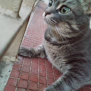 Plume a rejoint le concours — aidez-le/la à gagner de superbes lots ! cat, tabby, green_eyes, curious, paws, red_tiles, floor, close_up, animal, pet, whiskers, fur, indoor, side_view, looking, cute, mammal, domestic_cat, relaxed, portrait