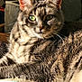 animal, cat, closeup, cozy, cute, face, feline, fur, green_eyes, home, indoor, pattern, paw, pet, relaxed, scratch_post, striped, sunlight, tabby, whiskers