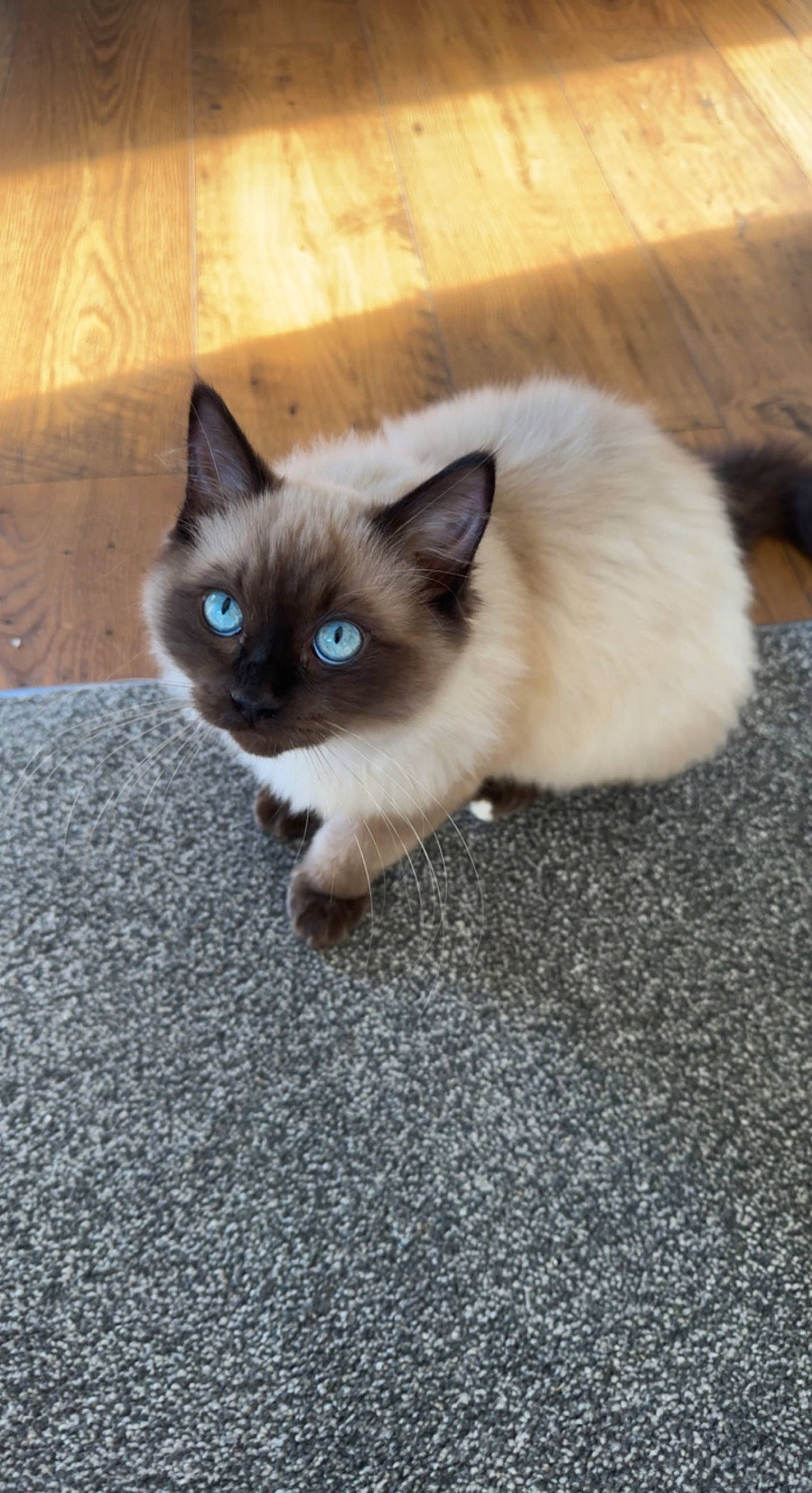 Grey is registered to the contest to win money with this photo: birman, carnivore, cat, electric_blue, eye, fawn, felidae, flooring, fur, hardwood, head, iris, siamese, small_to_medium_sized_cats, snout, tail, whiskers