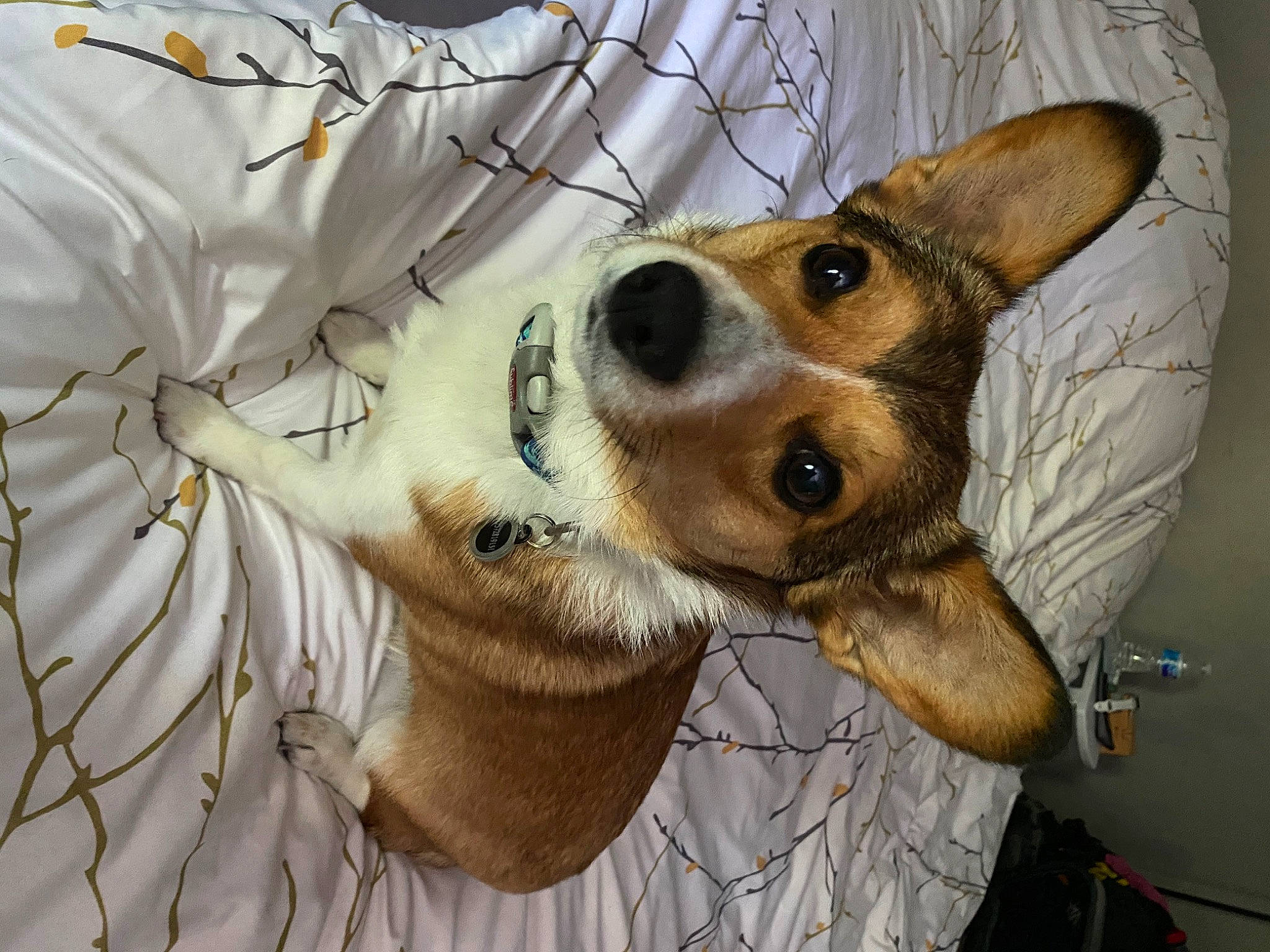 Crumpet is registered to the contest to win money with this photo: canidae, carnivore, collar, companion_dog, dog, dog_breed, dog_supply, door, ear, fawn, fur, snout, sporting_group, toy_dog, twig, whiskers, wildlife, working_animal