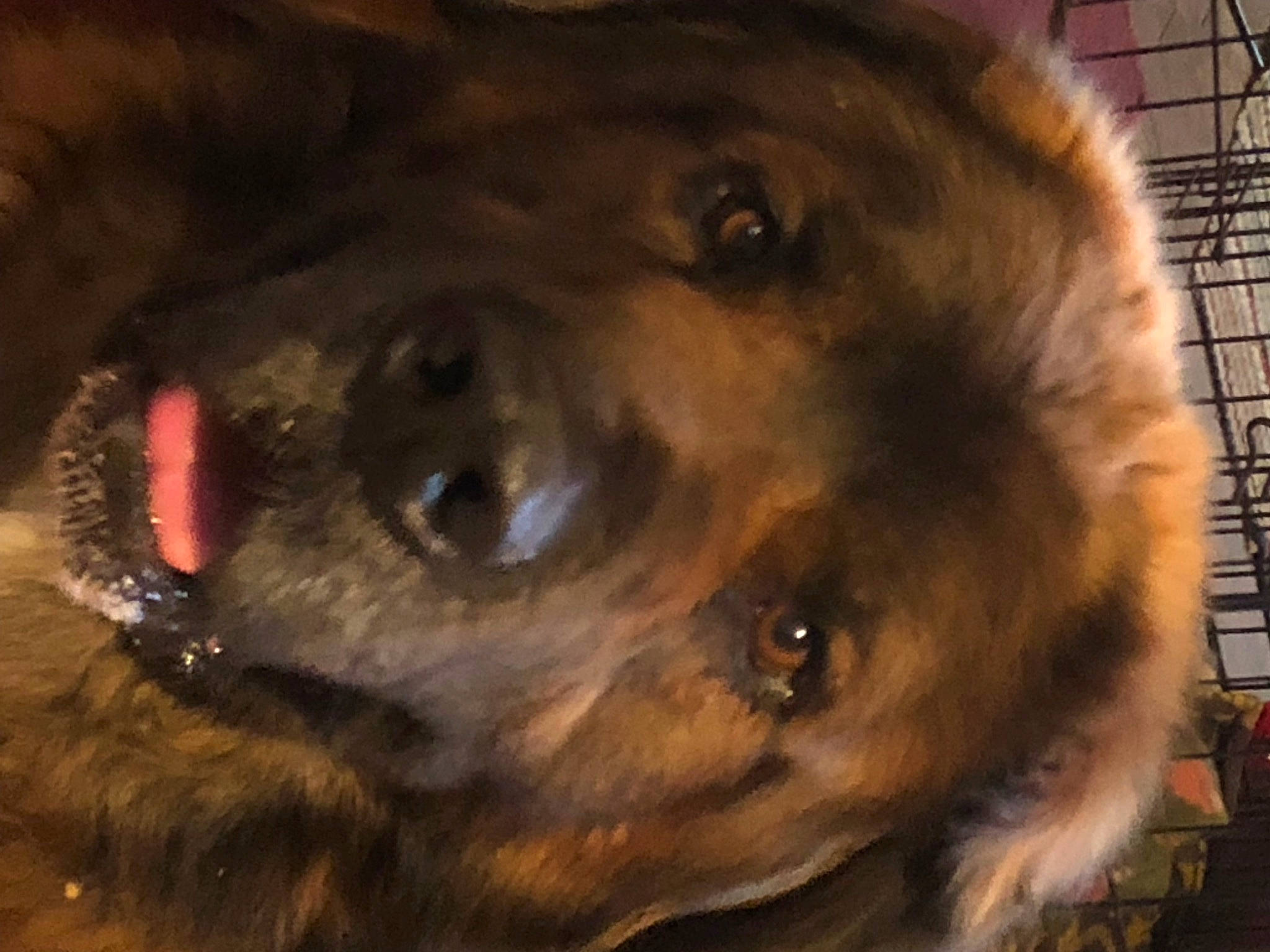 Smokey is registered to the contest to win money with this photo: canidae, carnivore, companion_dog, dog, dog_breed, dog_crate, ear, fawn, fur, guard_dog, liver, puppy, snout, sporting_group, terrestrial_animal, whiskers, working_animal, working_dog