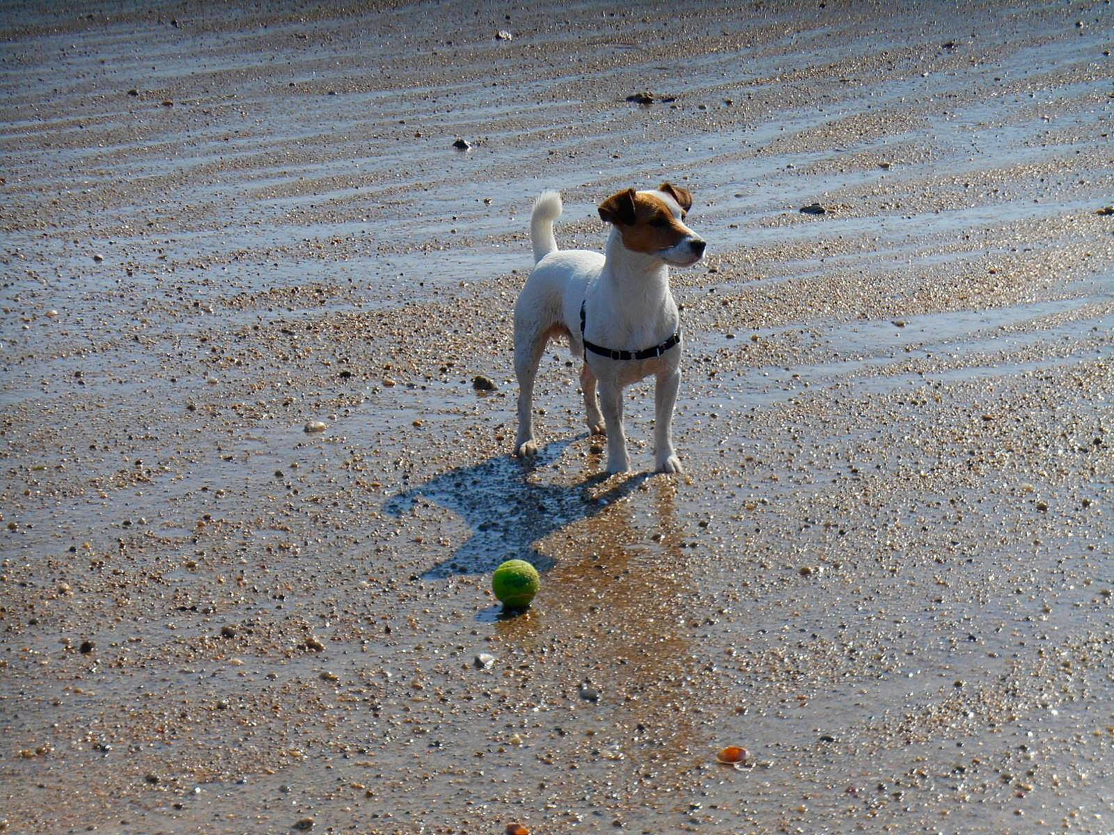 Hendrix a rejoint le concours — aidez-le/la à gagner de superbes lots ! ball, brazilian_terrier, brittany, canidae, carnivore, companion_dog, danish_swedish_farmdog, dog, dog_breed, hunting_dog, jack_russell_terrier, leash, pointer, sand, sporting_group