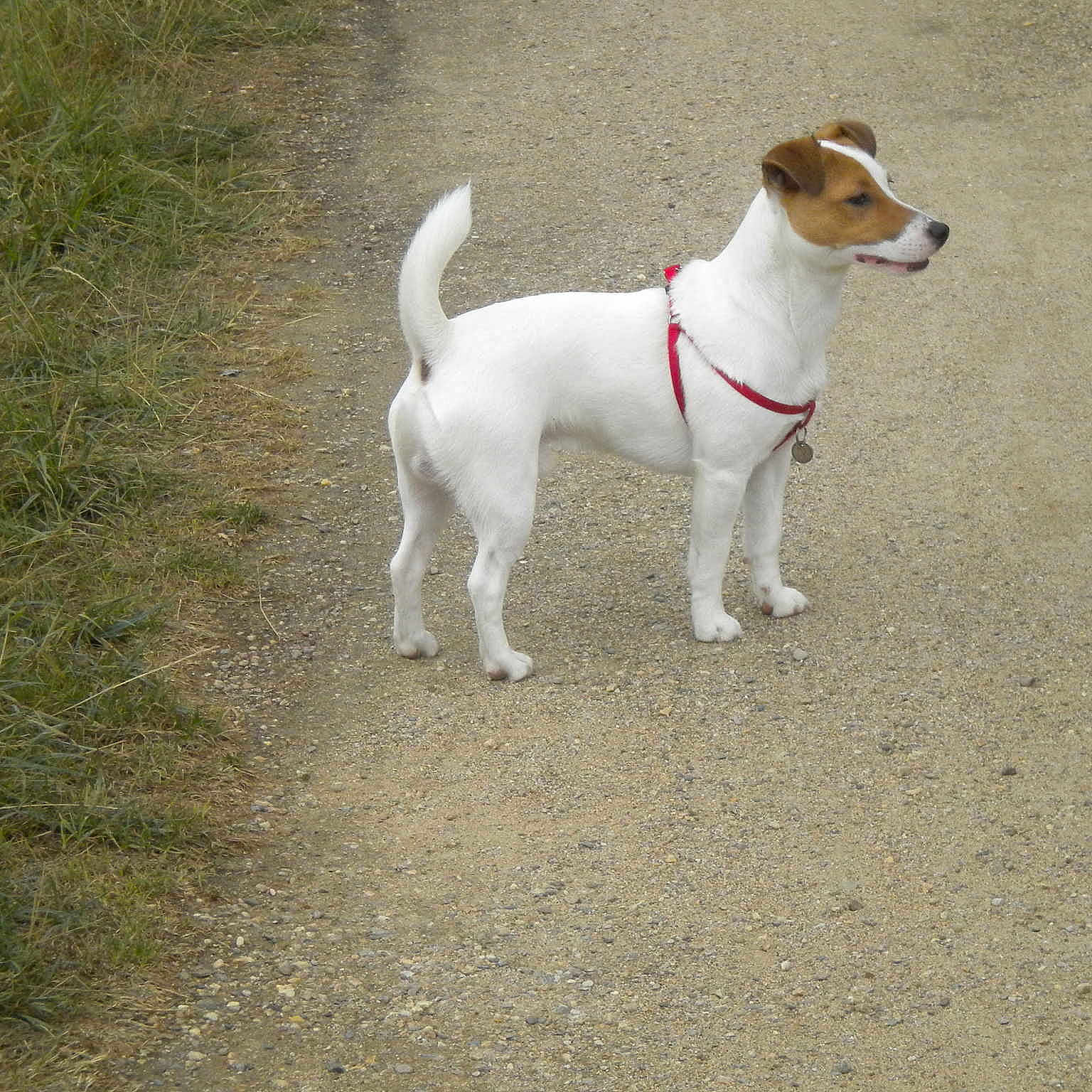 Hendrix participe au concours pour gagner de l'argent avec cette photo :
