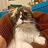 Zia is registered to the contest to win money with this photo: blue_couch, brown_blanket, calico_cat, cat, close_up, cozy, cute, domestic_animal, feline, fluffy, fur, home, indoor, knitted_blanket, pet, relaxed, resting, whiskers, wide_eyes