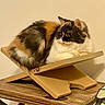 Zia joined the competition — help win amazing prizes! animal, calico, cat, cozy, curious, domestic, ears, fluffy, fur, furniture, indoor, mammal, pet, relaxed, resting, side_view, table, warm_lighting, whiskers, wooden_stand
