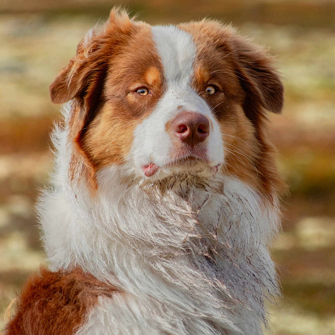 Aïko a rejoint le concours — aidez-le/la à gagner de superbes lots ! animal, bulldog, canine, cockerspaniel, collie, dog, goldenretriever, hound, husky, pet, photography, pitbull, pointer, puppy, saintbernard, snout, terrier