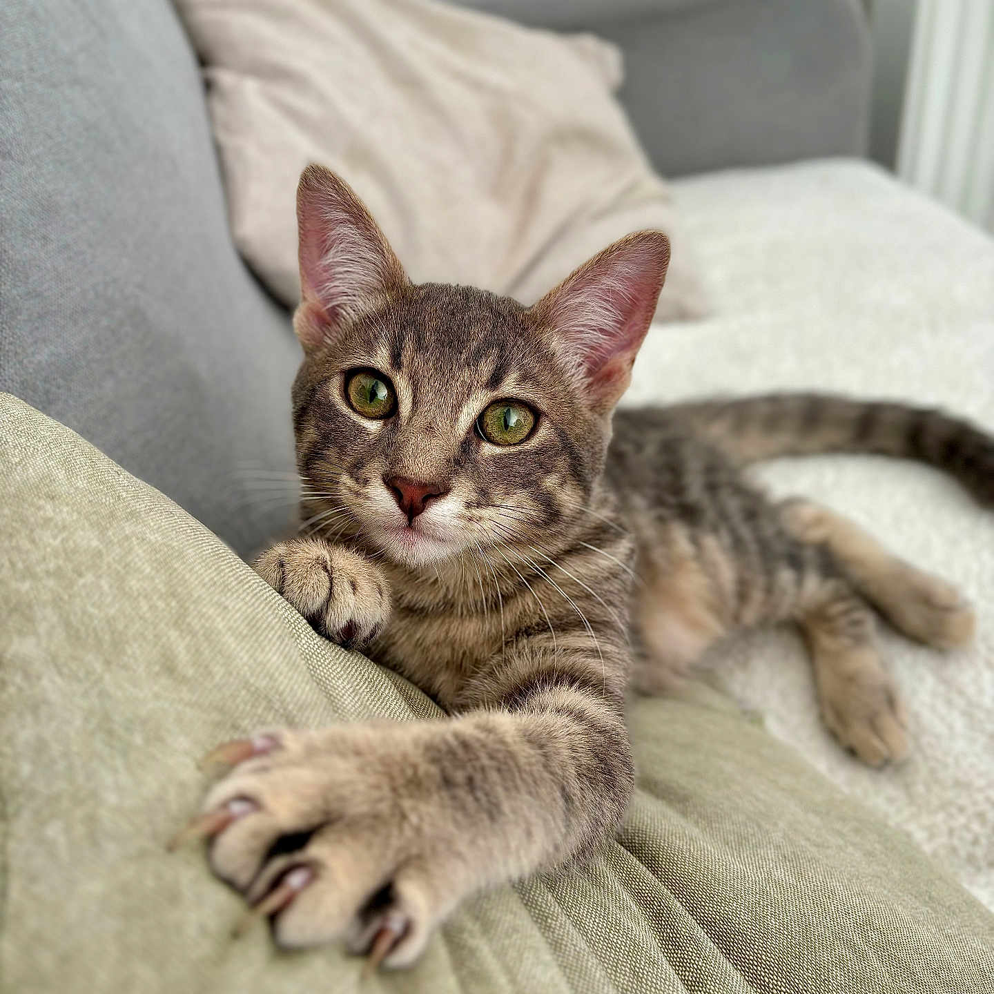Milo