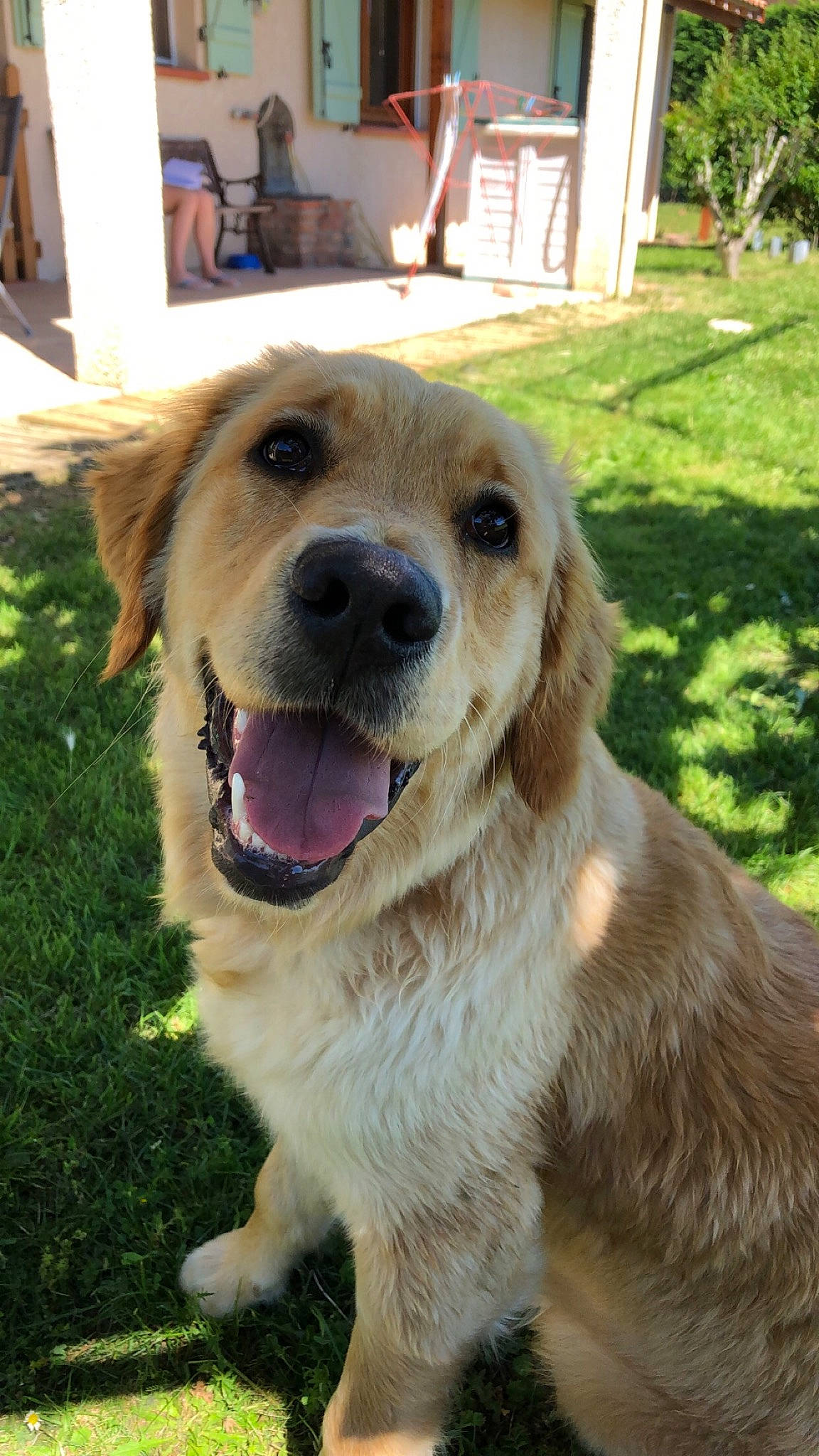 Luna a rejoint le concours — aidez-le/la à gagner de superbes lots ! canidae, carnivore, companion_dog, dog, dog_breed, fawn, golden_retriever, hovawart, labrador_retriever, mammal, retriever, small_greek_domestic_dog, snout, sporting_group, vertebrate