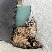 Vaïna participe au concours pour gagner de l'argent avec cette photo : animal, bengal_cat, blanket, blue_eyes, cat, comfortable, couch, cozy, domestic_cat, feline, fur_pattern, indoor, looking_up, pet, pillows, relaxed, sitting, soft_texture, tail, whiskers