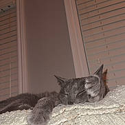 Aurora Jean is registered to the contest to win money with this photo: cat, gray_cat, sleeping, paw, blanket, indoor, window, blinds, resting, cozy, fur, pet, animal, relaxation, home, soft_texture, quiet, nap, feline, curtain