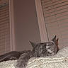 cat, gray_cat, sleeping, paw, blanket, indoor, window, blinds, resting, cozy, fur, pet, animal, relaxation, home, soft_texture, quiet, nap, feline, curtain