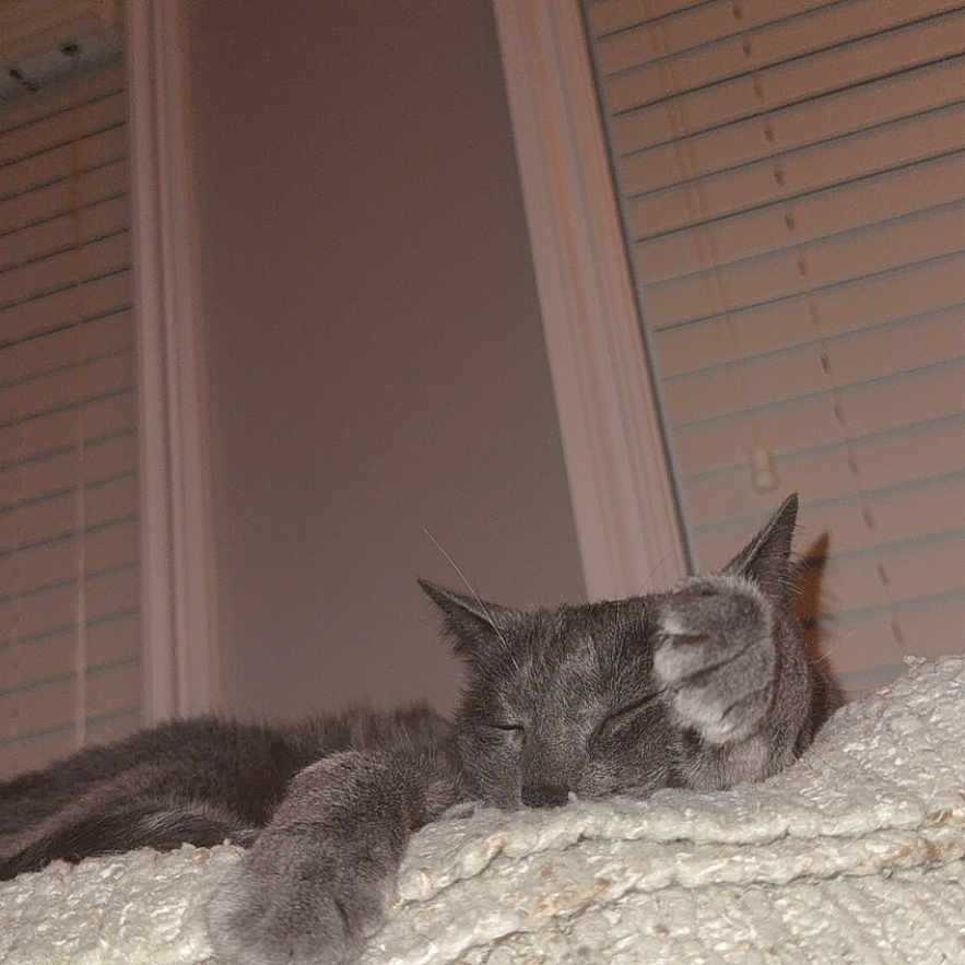 Aurora Jean is registered to the contest to win money with this photo: cat, gray_cat, sleeping, paw, blanket, indoor, window, blinds, resting, cozy, fur, pet, animal, relaxation, home, soft_texture, quiet, nap, feline, curtain