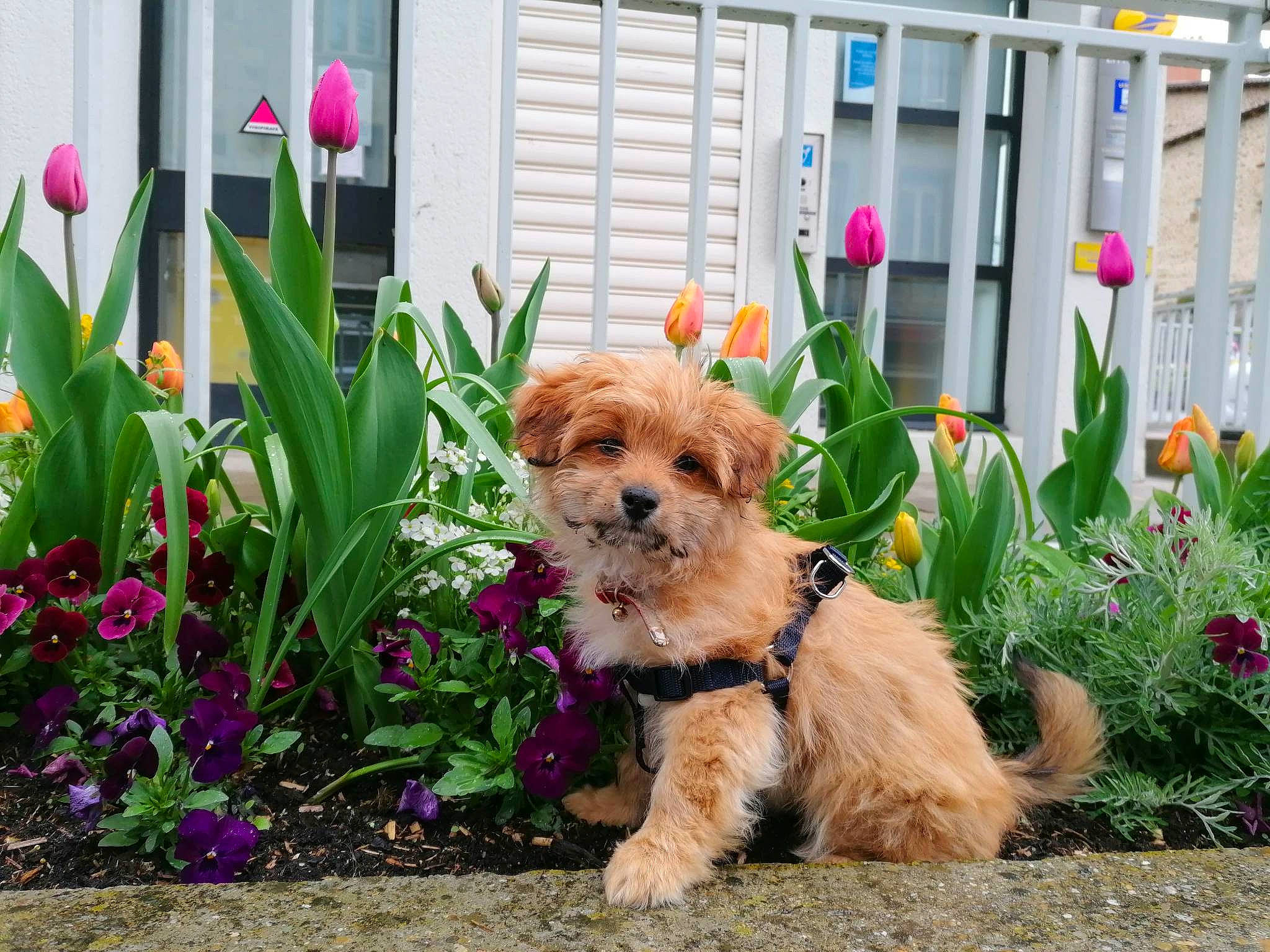 Unaï participe au concours pour gagner de l'argent avec cette photo : annual_plant, canidae, carnivore, companion_dog, dog, dog_breed, dog_supply, fawn, flower, flowerpot, garden, grass, plant, small_terrier, sporting_group, terrestrial_plant, terrier, toy_dog, water_dog, window
