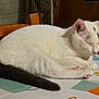 Angel a rejoint le concours — aidez-le/la à gagner de superbes lots ! cat, white_cat, black_tail, sleeping, tablecloth, cups_pattern, wooden_chair, indoor, resting, pet, fur, whiskers, pink_paw_pads, domestic_animal, cozy, peaceful, relaxed, home_interior, animal, feline