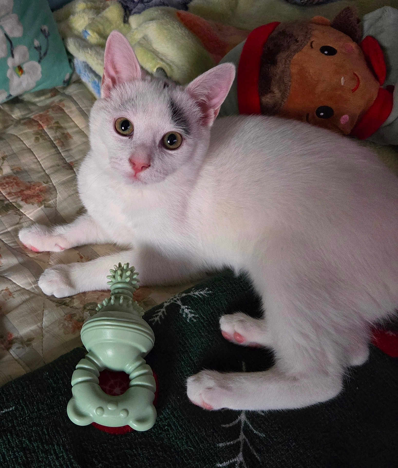 Angel participe au concours pour gagner de l'argent avec cette photo : kitten, white_cat, pet, toy, plush_doll, blanket, quilt, indoor, cute, small, curious, fur, pink_nose, paws, resting, domestic_animal, cozy, soft_toys, home, animal